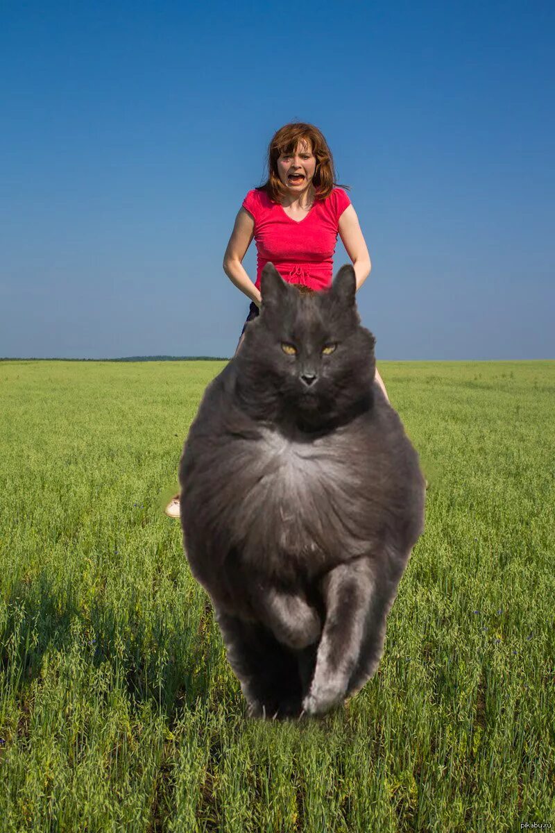 Огромная кошка. Самая огромная кошка. Гигантские коты. Огромный кот. Огромный редкость