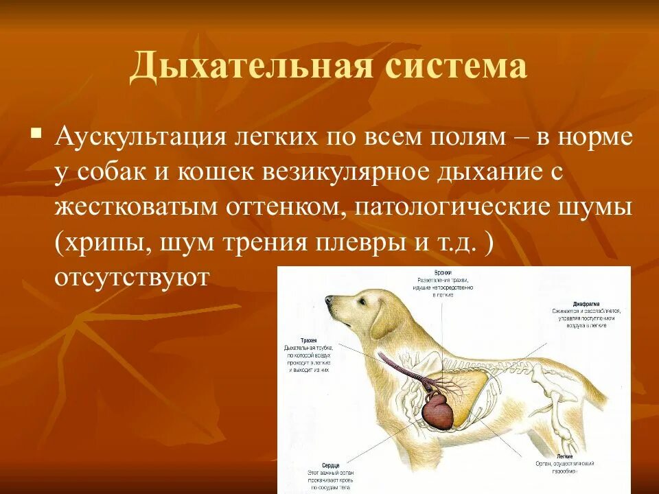 Физиологические состояния животных. Аускультация органов дыхания у животных. система органов дыхания собаки легкие. дыхательная система собаки анатомия. система собаки.