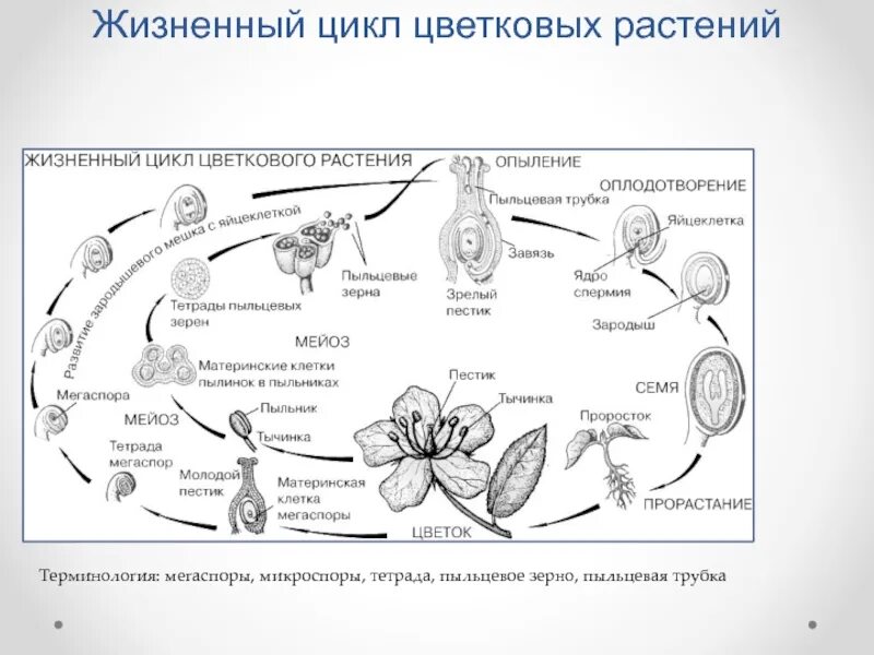 Эволюция цветковых. Эволюция цветковых