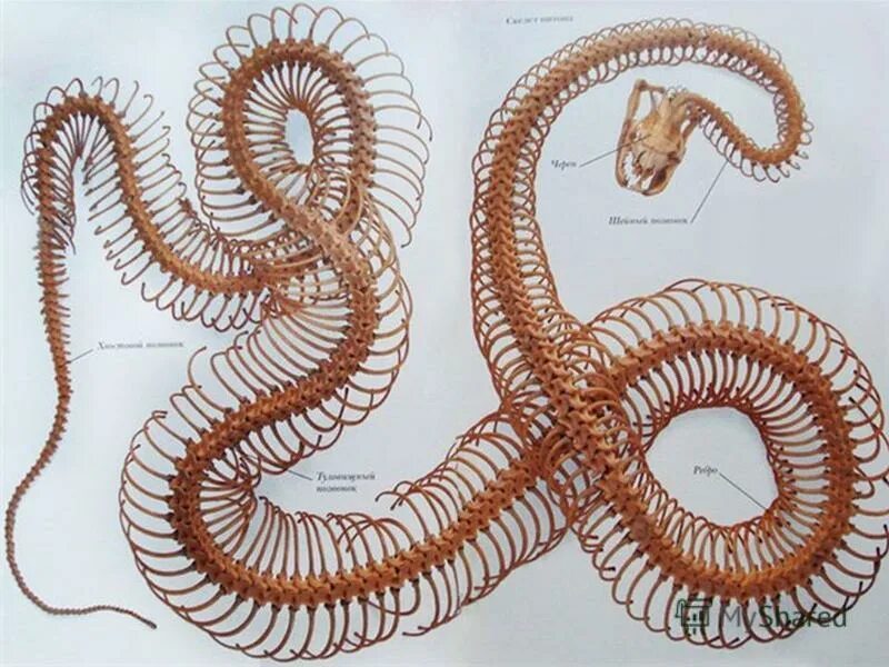 Какое тело у змей. Скелет змеи анатомия. Строение змей скелет. Анатомическое строение змеи. Анатомия гадюки.