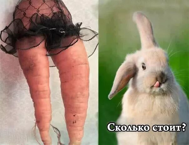 Pin by Collector of happiness on With Sense and Without Animals, Rabbit, Bunny