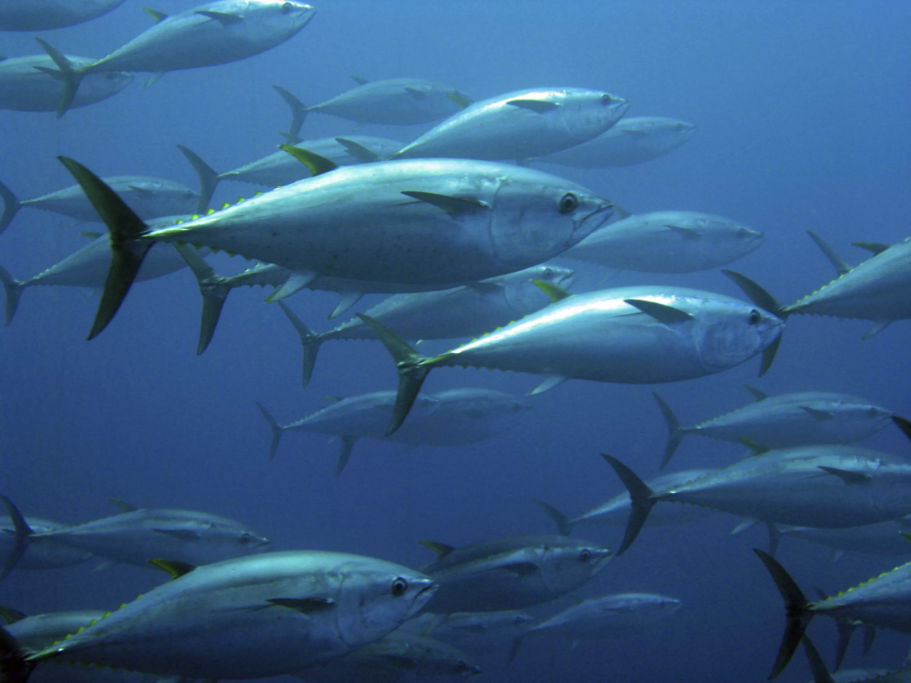 Тунец в воде. Тунец bluefin. синепёрый тунец. голубой тунец. синепëрый тунец.