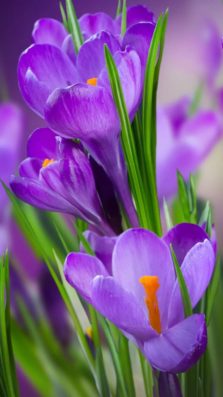 Картинки на телефон март вертикальные. Крокус цветок фиолетовый. Весенние цветы крокусы. Крокусы лиловые. Крокус фиолетовый.