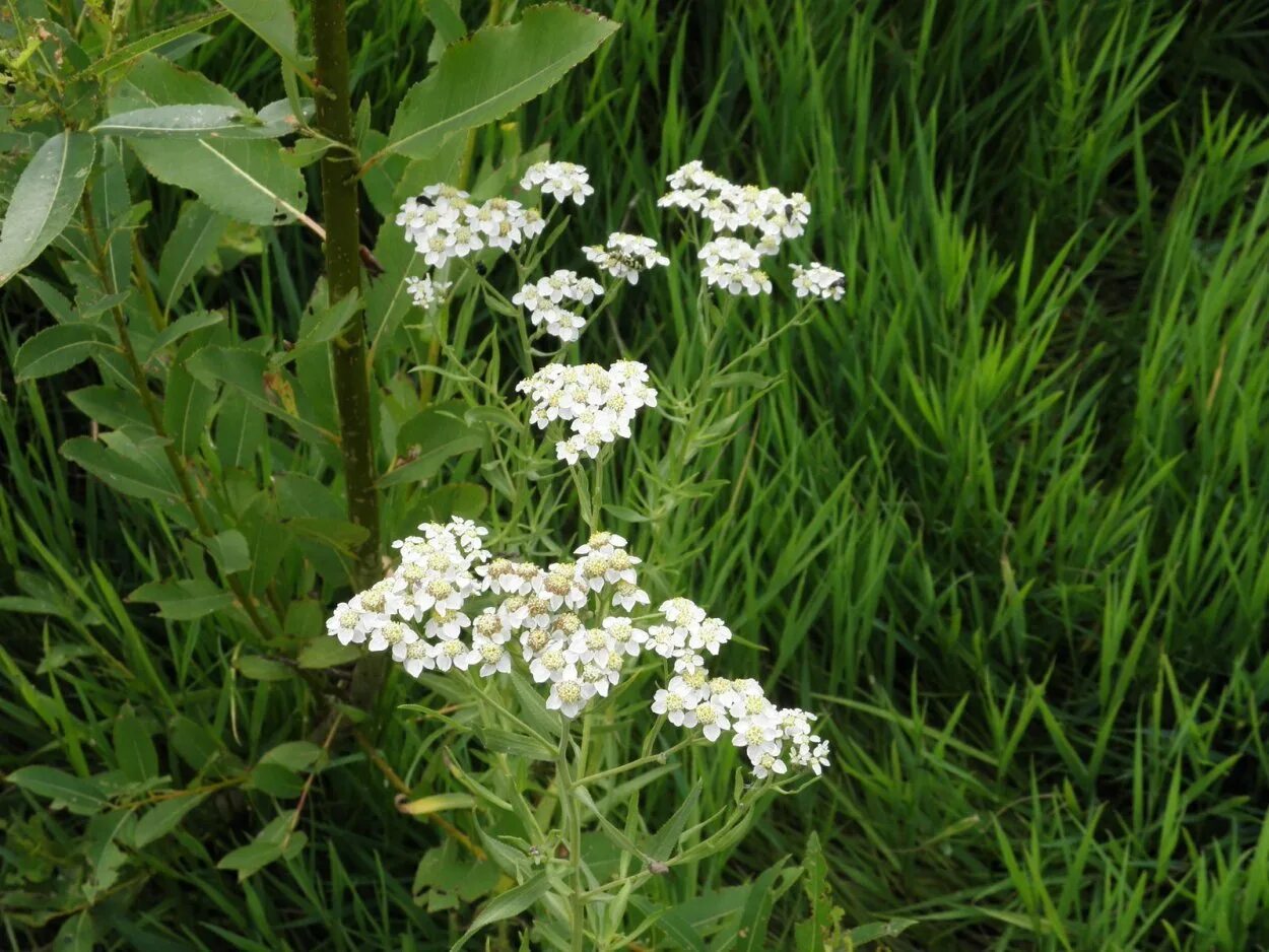 Тысячелистник ахиллея. Achillea salicifolia. Анис обыкновенный тысячелистник. Тысячелистник иволистный. Тысячелистник похожие растения.