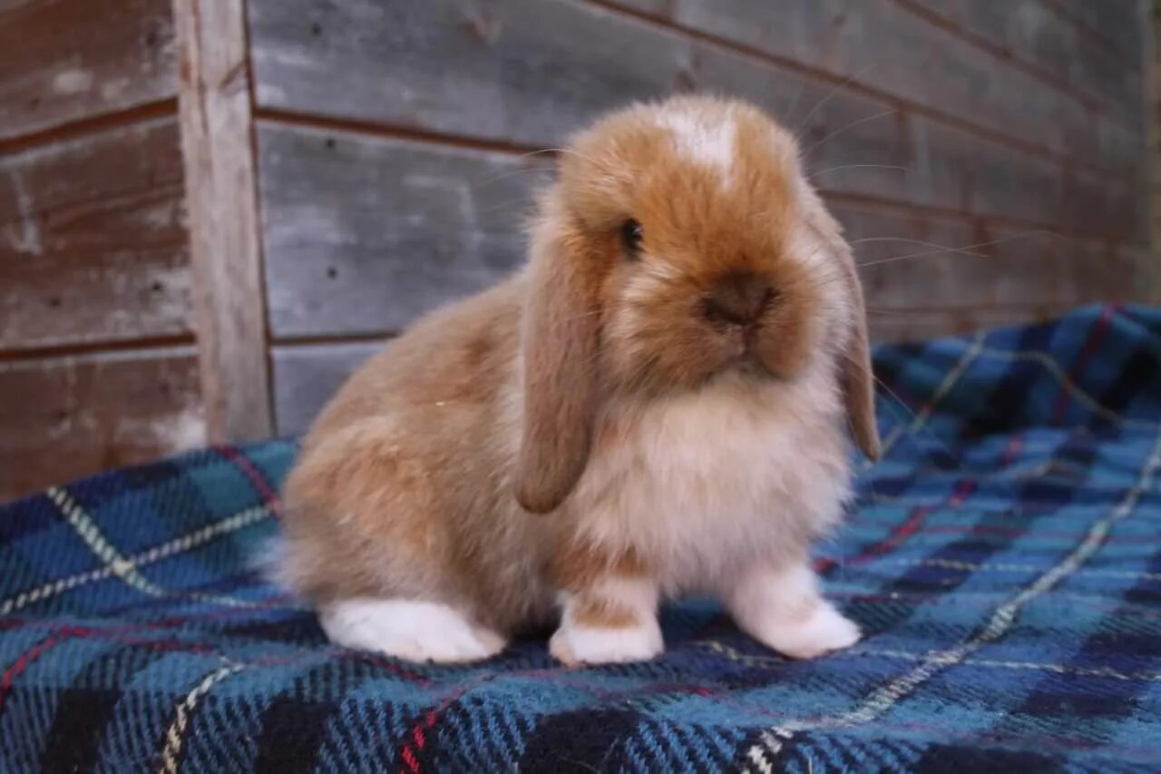 Минилоп кролик купить. Карликовый кролик Минилоп. Mini lop кролик. Miniature lop кролик. Вислоухий кролик Минилоп.
