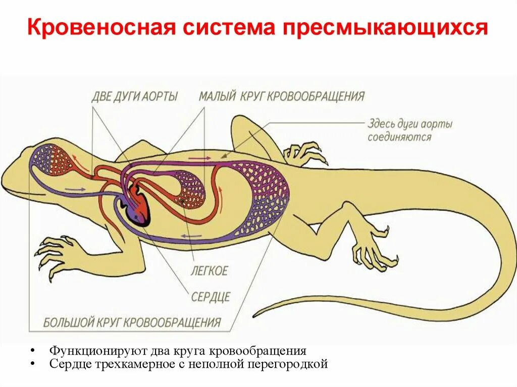 У ящерицы трехкамерное сердце. Круги кровообращения рептилий схема. Кровеносная система рептилий круги. Кровеносная система рептилий схема. Схема строения кровеносной системы ящерицы.