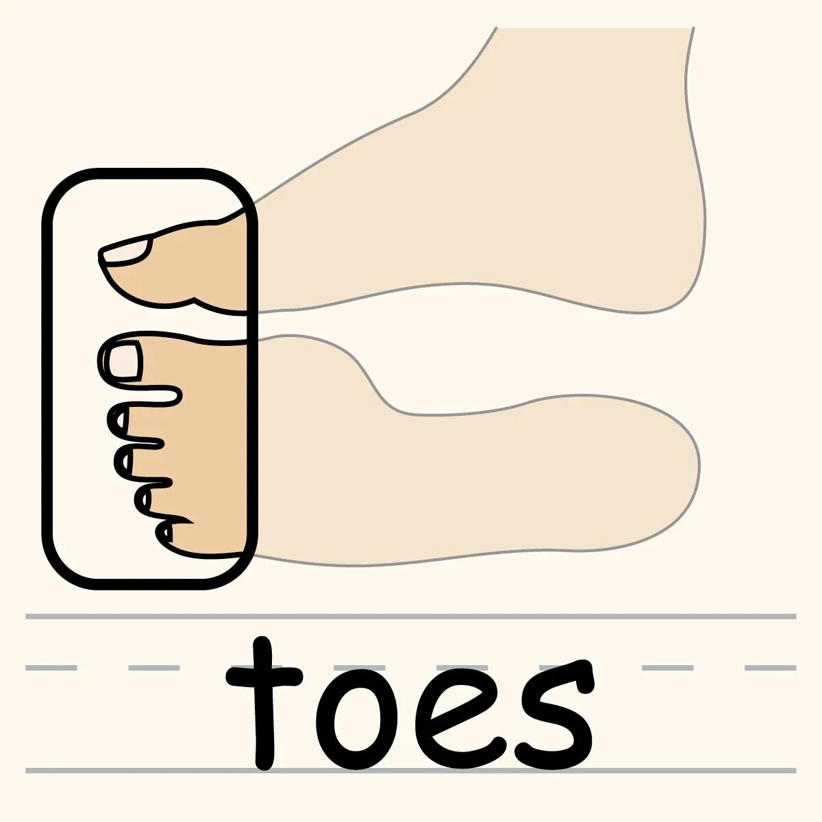 Toe для детей. Toes flashcard. Toes картинка. Toes на английском языке. Toes на английском языке.