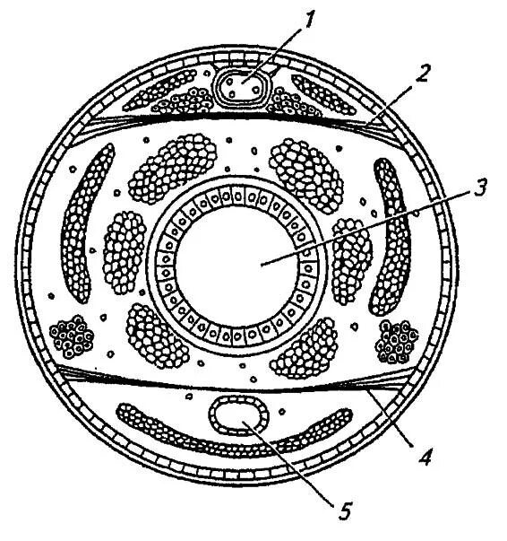 миксоцель строение. вторичная полость тела рисунок. вторичная полость тела у каких червей. смешанная полость тела насекомых. плоские черви первичная полость.