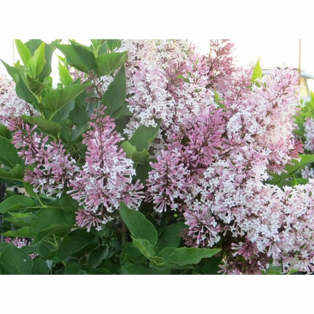 Syringa patula. Syringa patula 'Miss Kim'. Сирень мисс