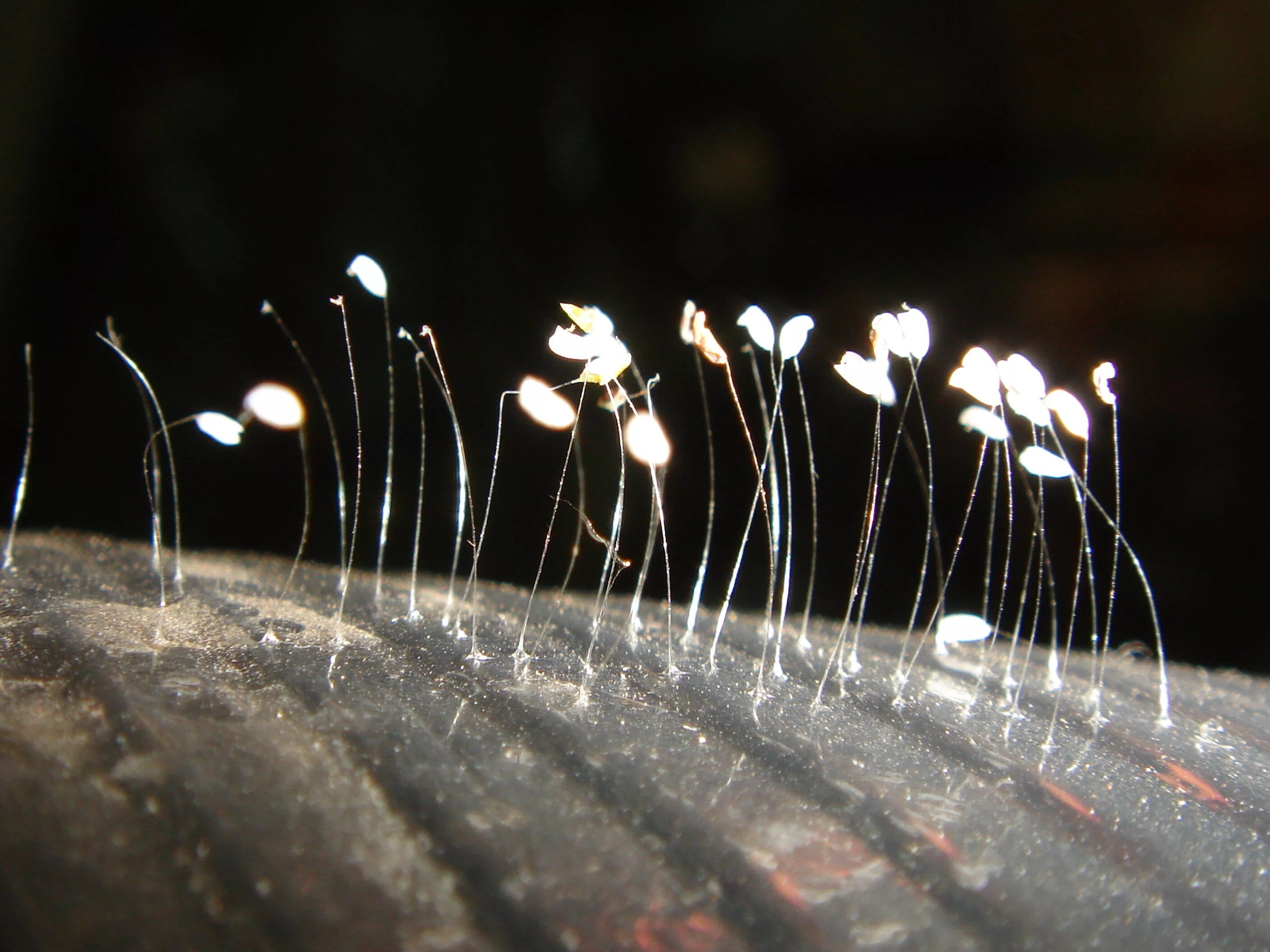 удумбара — крошечный белый цветок. ютан полуо. удумбара — крошечный белый цветок. удумбара и златоглазка. удумбара.