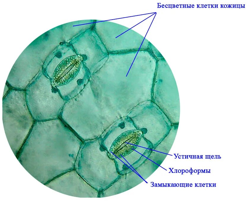 Клетка листа бегонии. Клетки эпидермиса листа традесканции. Эпидерма с устьицами. Микропрепарат эпидермис листа герани. Кржица оиста тоадесканции под микроскопом.