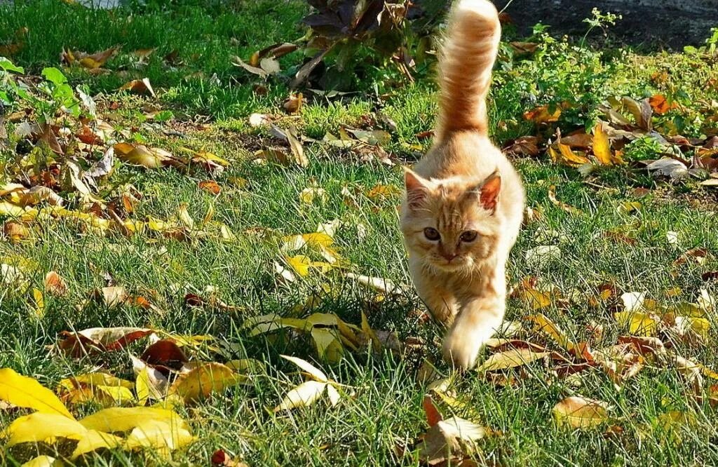 Кошечка гуляет. Кошка на природе. Кот осень. Кошка лето. Рыжий кот осень.