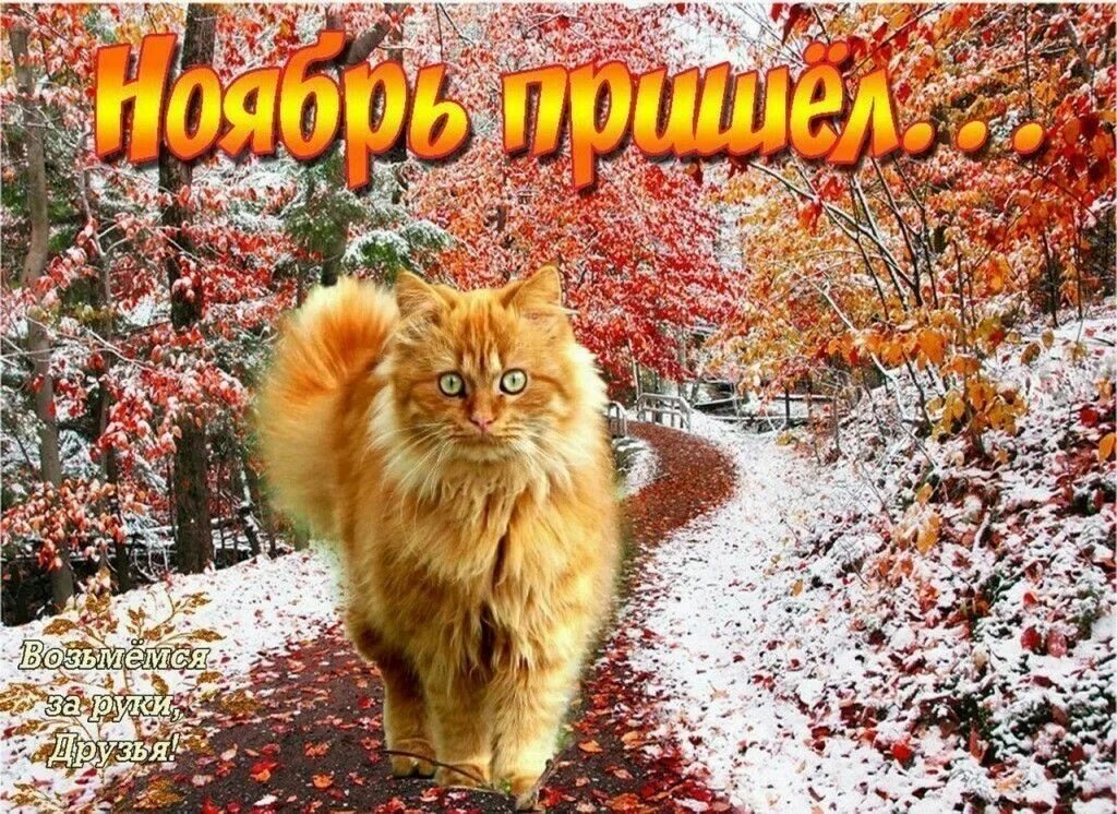 Ноябрьского настроения картинки. Последний месяц осени. Последний теплый день осени. Вот и ноябрь наступил. Здравствуй, ноябрь, последний месяц осени.