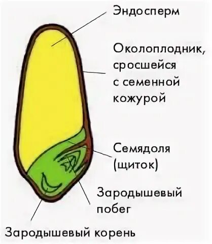 В состав зародыша семени фасоли входит