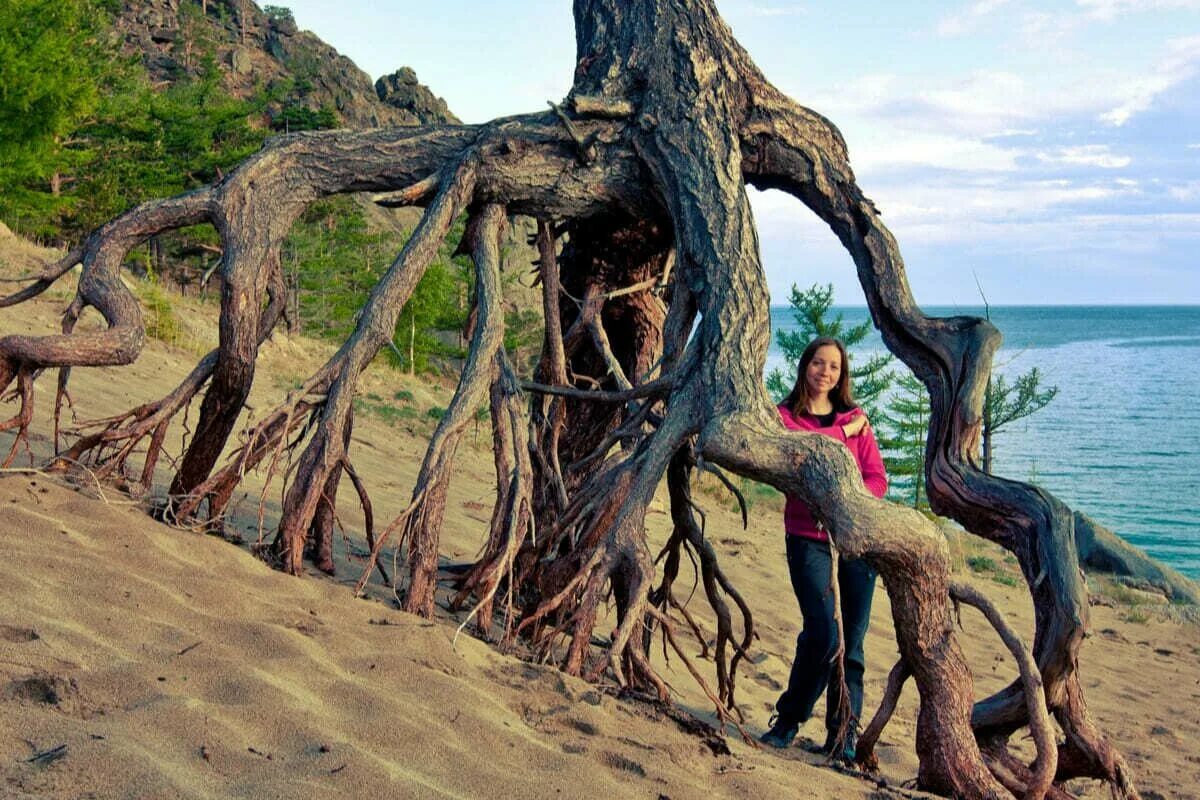 разумные ходячие деревья. шагающие растения. ходульные деревья на байкале. деревья умеют ходить. сократея голокоренная ходячая пальма.