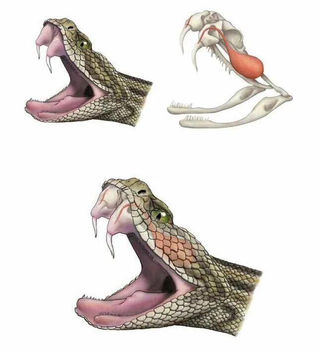 Как открыть змея геншин. Строение ядовитых зубов у змей. Анатомия гремучей змеи.
