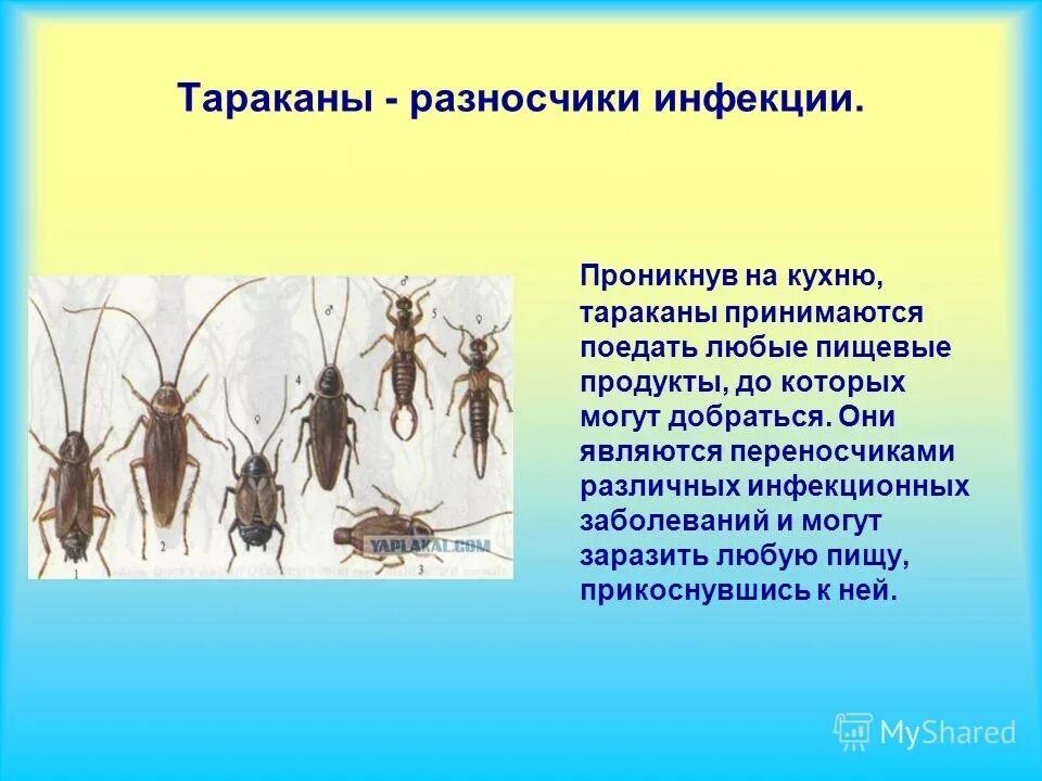 Насекомые вызывающие заболевания. Тараканы разносчики инфекций. Тараканы переносчики. Класс насекомые таракан. Насекомые переносчики болезней человека.