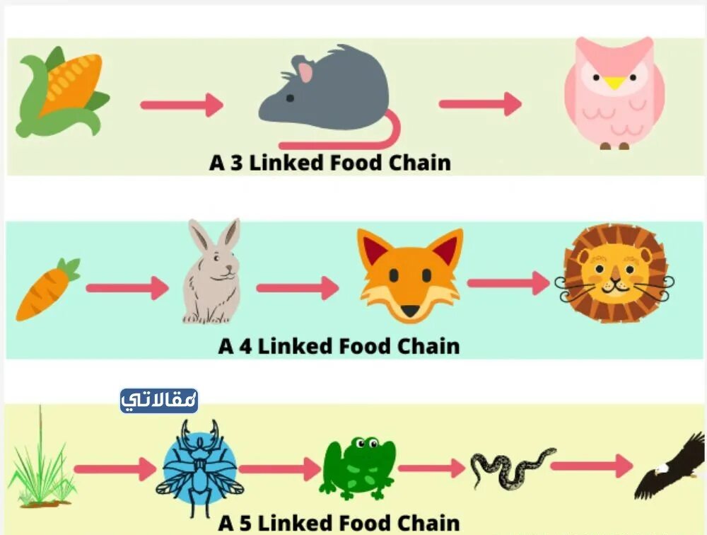 Пищевые цепочки замкнутые. Food chain. Пищевая цепочка по английскому языку 7. Пищевая цепочка на английском. Пищевые цепочки 7 класс.
