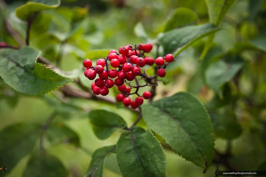 Russian plants. Ягоды Уссурийской тайги. Растительность тайги. Растения тайги. Травянистые растения тайги.