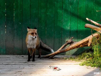 Зоопарк на лампушке