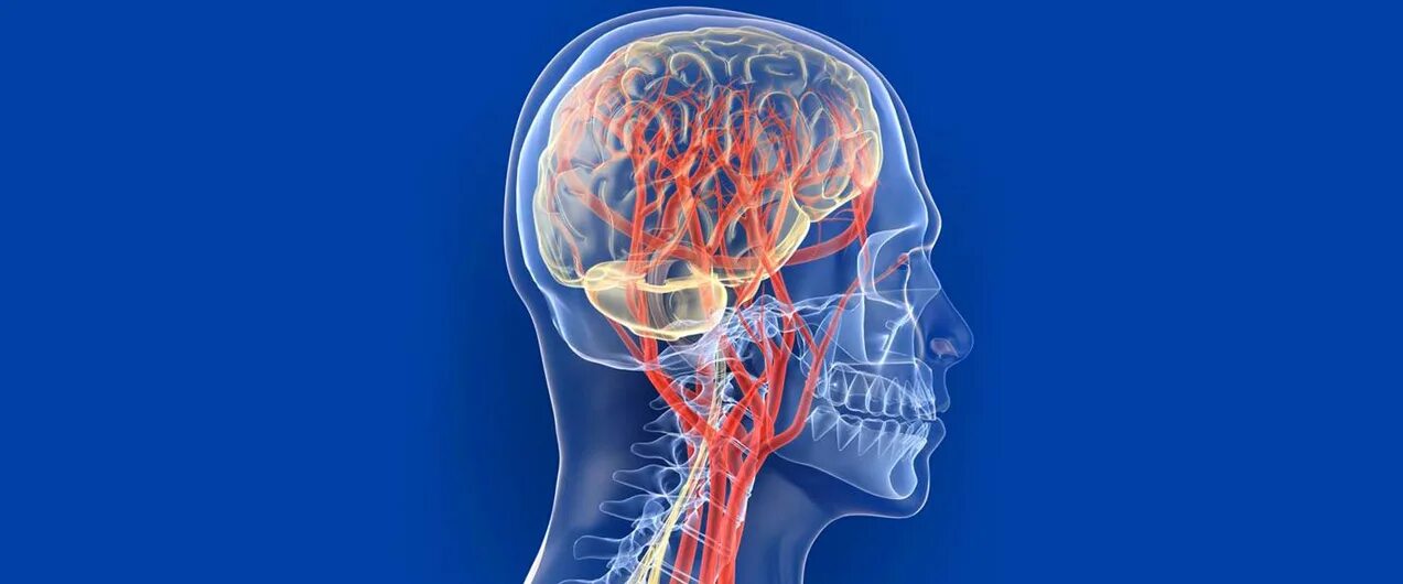 Улучшение кровоснабжения мозга. Кровеносные сосуды головы. Микроциркуляция мозга. Кровоснабжение мозга улучшает.