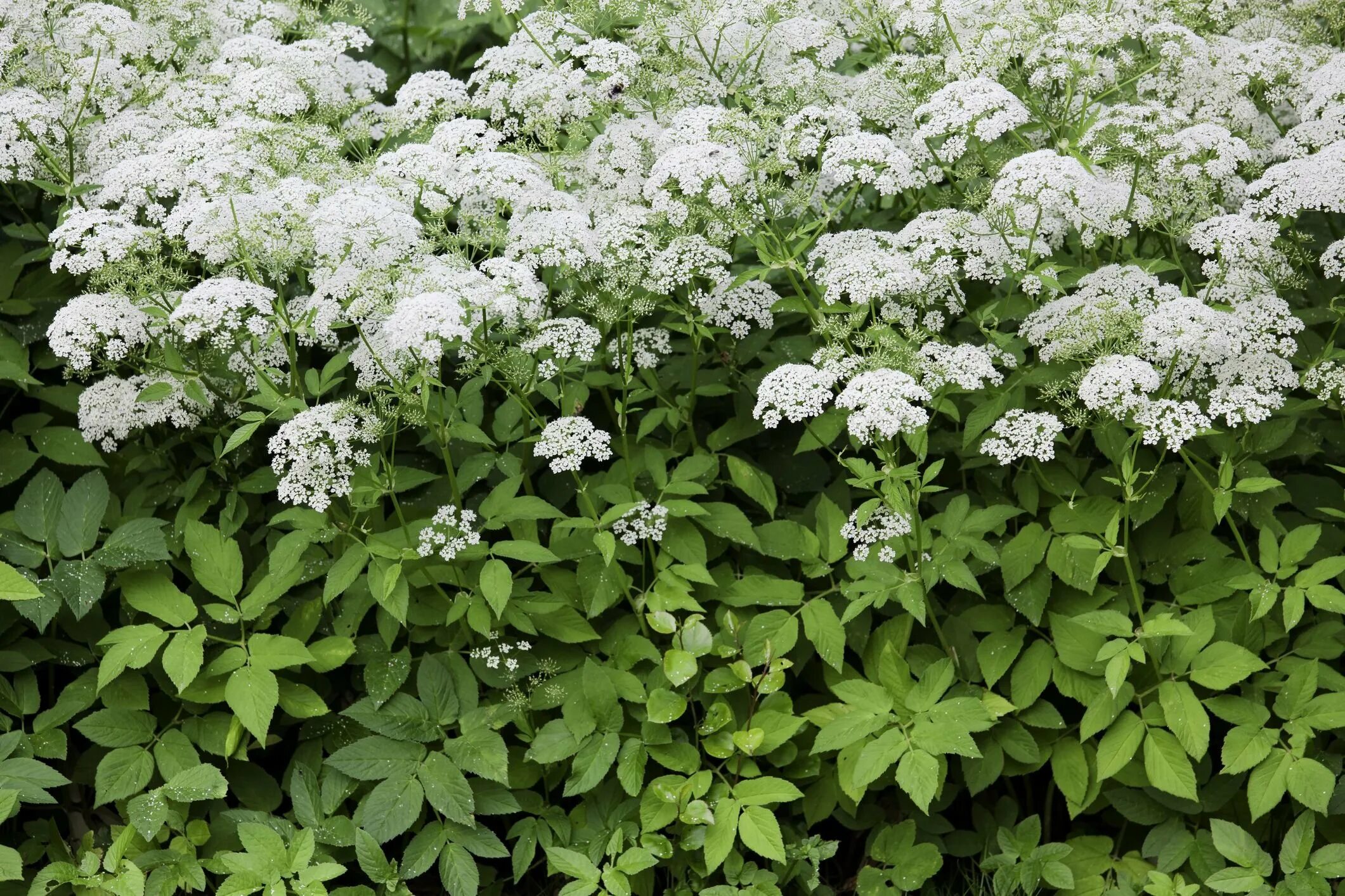 Сныть что это такое. Сныть обыкновенная (aegopodium podagraria). сныть (aegopodium podagraria). сныть (aegopodium). сныть нецветущая.