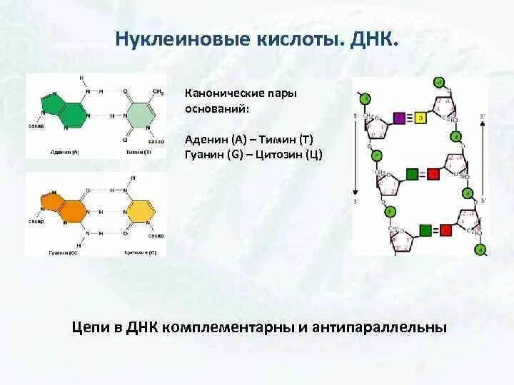 Аденин гуанин цитозин Тимин цепочка. Комплементарная пара аденин Тимин. Цепочка ДНК аденин Тимин. РНК комплементарные пары цитозин.