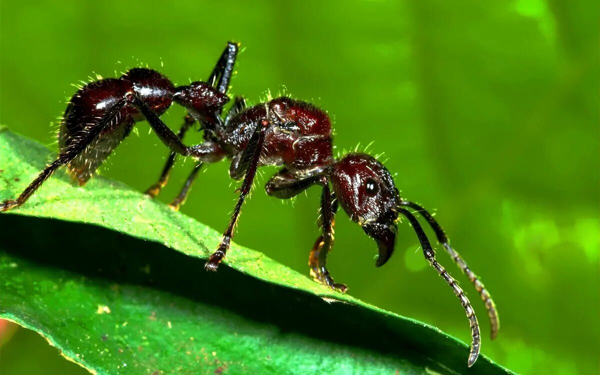 Муравей Paraponera clavata. Paraponera clavata муравей-пуля. Paraponera clavata укус. Paraponera clavata жало.