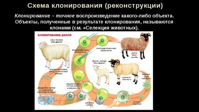Точное воспроизведение какого либо
