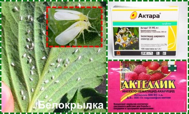 Осенняя обработка клубники: советы опытных дачников, борьба с вредителями
