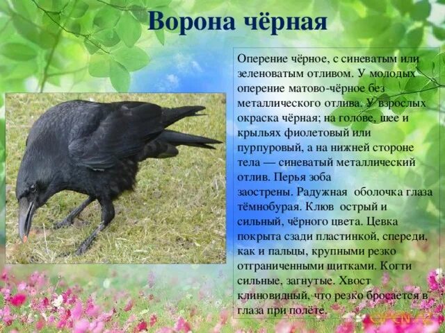 Ворон фото птицы описание Особенности и изображения самок грачей Другие животные