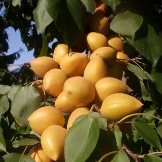 Типа абрикоса
