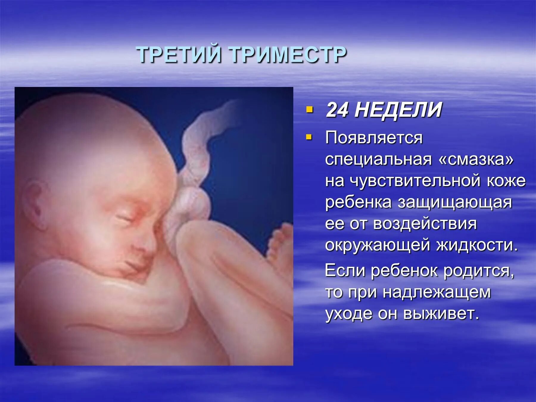 24 недели температура. Ребенок в третьем триместре. Ребенок родился на 24 неделе. 24 Неделя беременности родился.