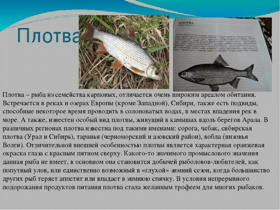 К какому семейству относится рыба. Рыба семейства плотвы. Плотва класс рыб. Хариус описание рыбы. Плотва описание рыбы.