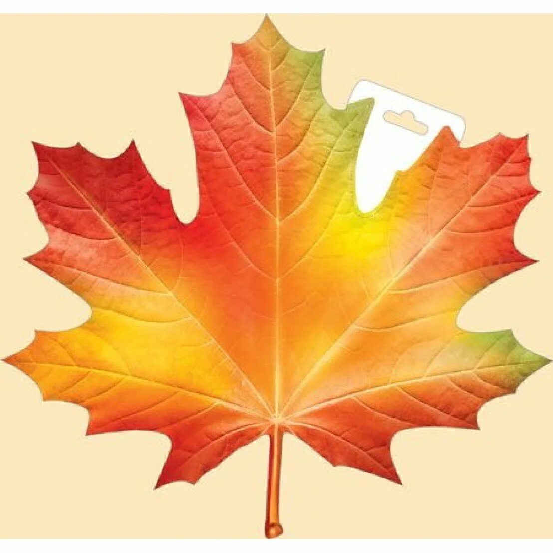 Лист рисунок цветной. Кленовый лист. Осенний листок. Осенние листочки. Кленовые листочки.