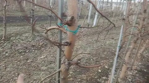 На яблоне росло 5