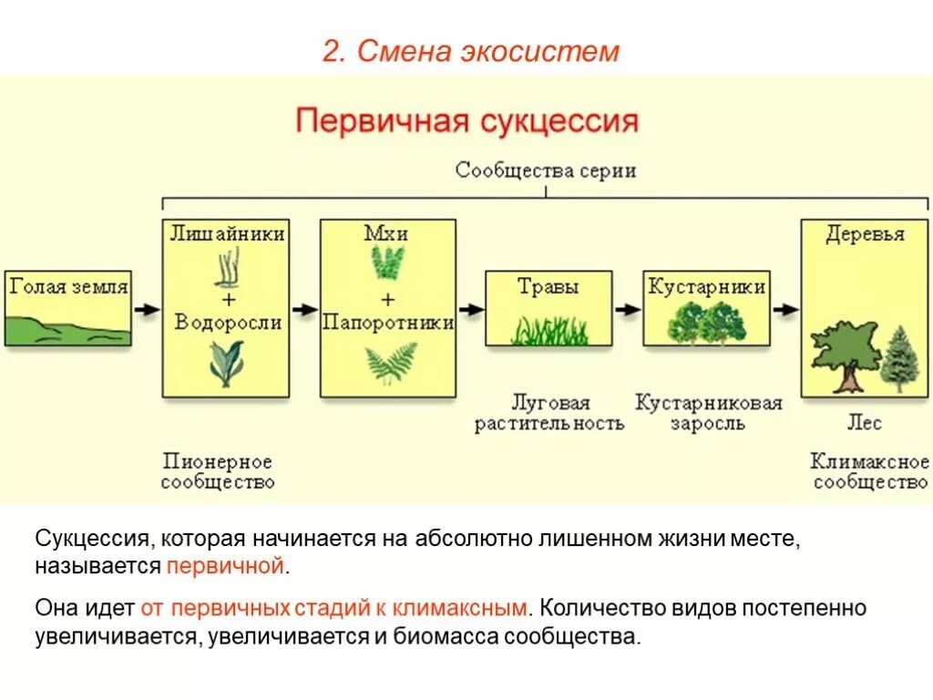 Смена сообществ сукцессии. Экологическая сукцессия. Сукцессия завершающая стадия. Сукцессия это в биологии. Сукцессии биогеоценоза.