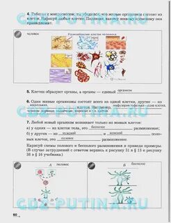 Все живые организмы состоят из множества клеток