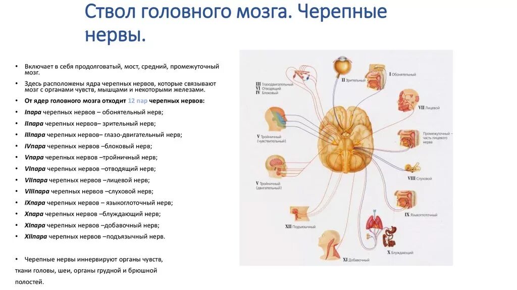 Пути черепных нервов. Ствол мозга с ядрами черепно-мозговых нервов. Схема расположения ядер черепно мозговых нервов. Выход нервов из ствола мозга. Черепные нервы локализация ядер.