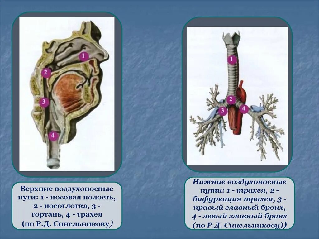 Воздухоносную функцию выполняет. Верхние воздухоносные пути. Нижние воздухоносные пути. Воздухоносные пути гортань. Строение воздухопроводящих путей.