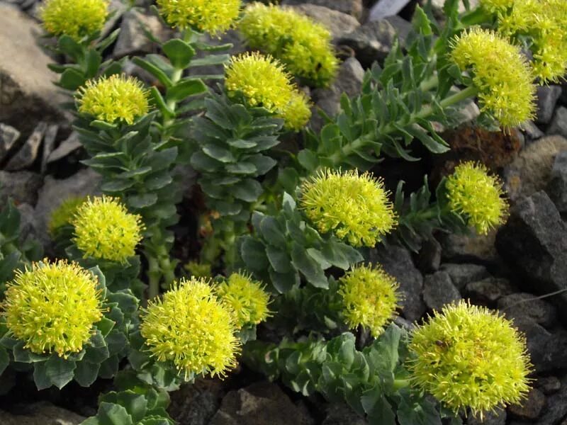 Родиола розовая сырье. Родиола Сахалинская. Родиола перистонадрезанная Rhodiola pinnatifida. Родиола Ледяная цельнолистная. Родиола розовая в Мурманской области.