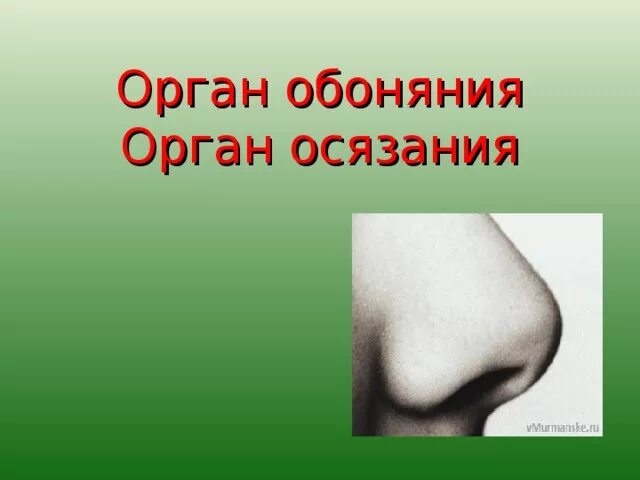 Органы чувств обоняние. Орган обоняния у человека. Нос орган обоняния. Орган обоняния проект 3 класс.