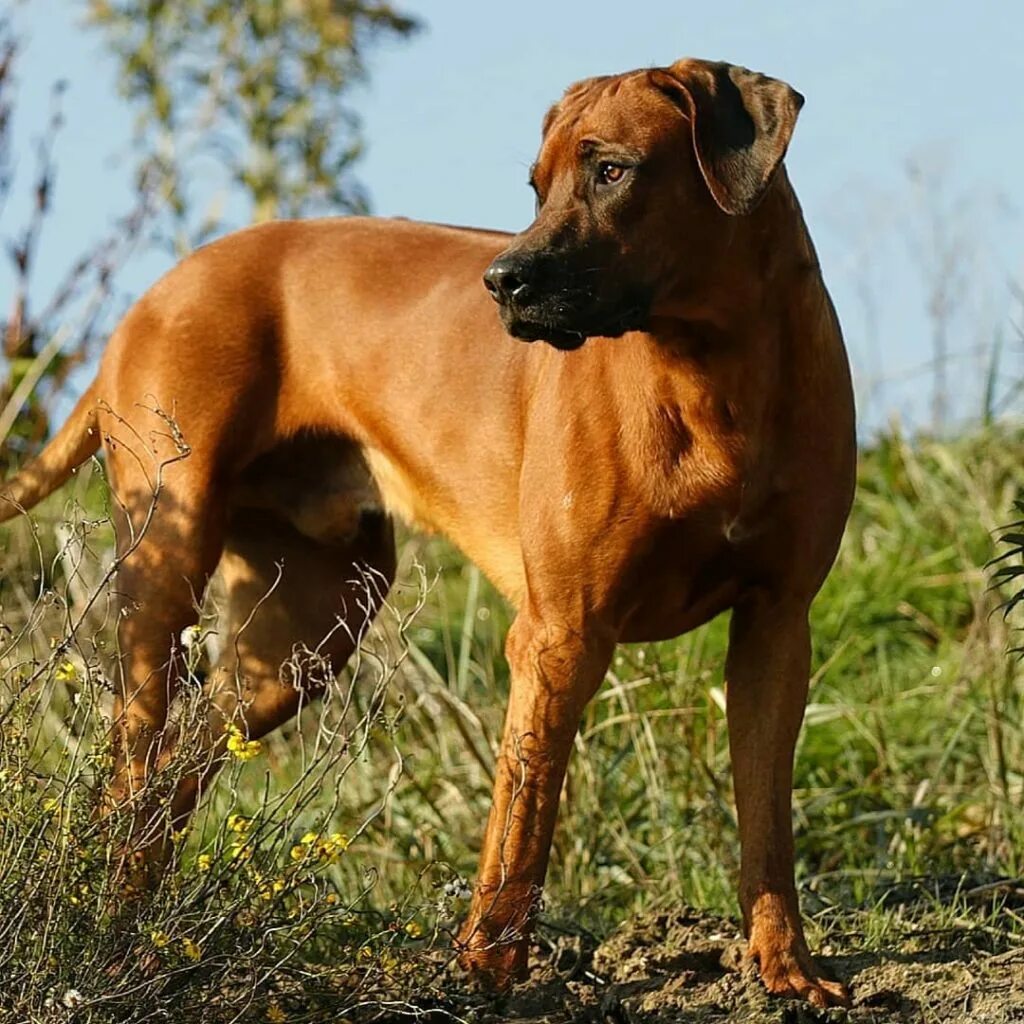 Риджбек фото. Риджбек родезийский о породе. Родезийский риджбек. Риджбек родезийский о породе. Риджбек собака родезийский.
