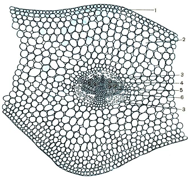 Проводящие пучки ксилемы и флоэмы. Проводящие пучки содержат камбий. Проводящие пучки ксилемы и флоэмы. Строение стебля однодольных и двудольных растений. Проводящие пучки содержат камбий.