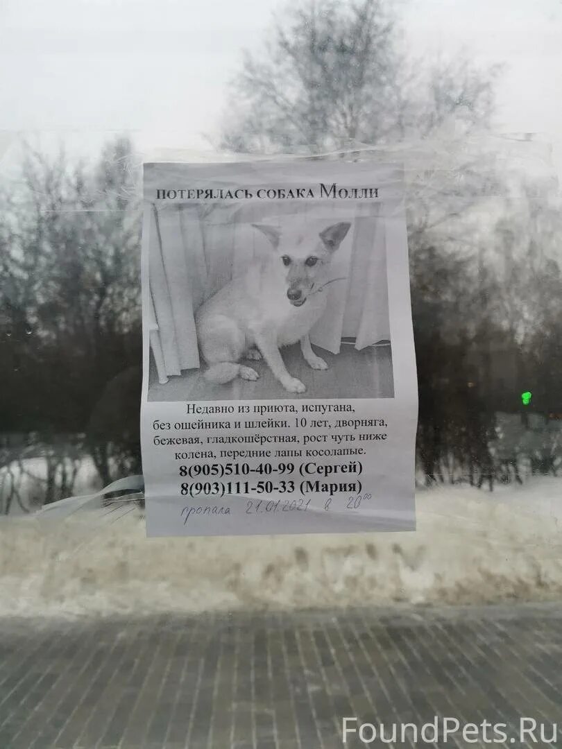 Пошла молли песиком. Пропал пес. Пропала собака Молли. Потерялась собака Московская область. Потеряшка собаки Москва.