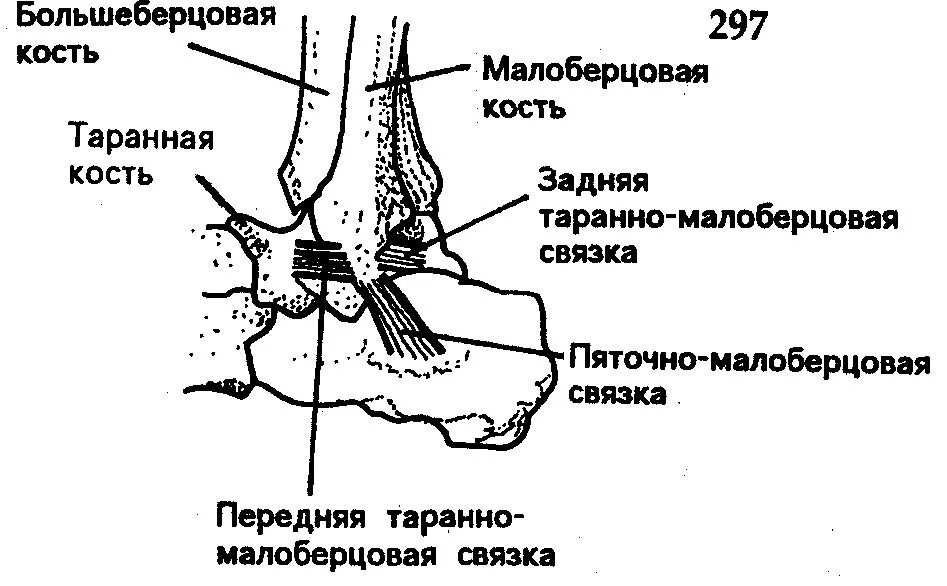 дельтовидная связка голеностопного сустава анатомия. голеностопный сустав анатомия строение связки. строение голеностопа кости. таранно берцовая кость. дельтовидная связка голеностопного сустава анатомия.