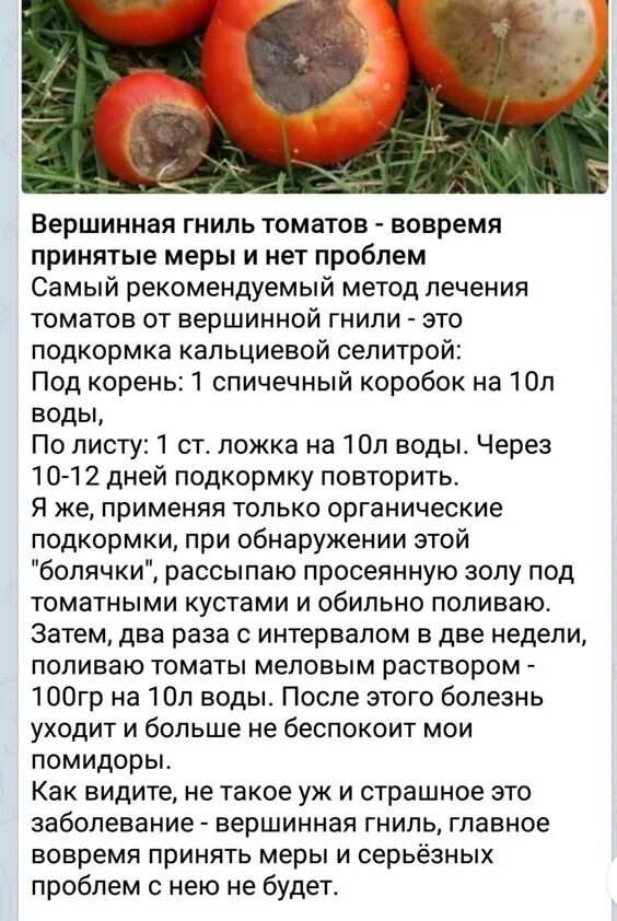 Болезни томатов вершинная гниль. Болезни томатов вершинная гниль. Вершинная гниль томатов в открытом грунте. Чем поливать от вершинной гнили. Чем поливать от вершинной гнили.
