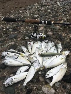 Рыба в черном море абхазии какая водится