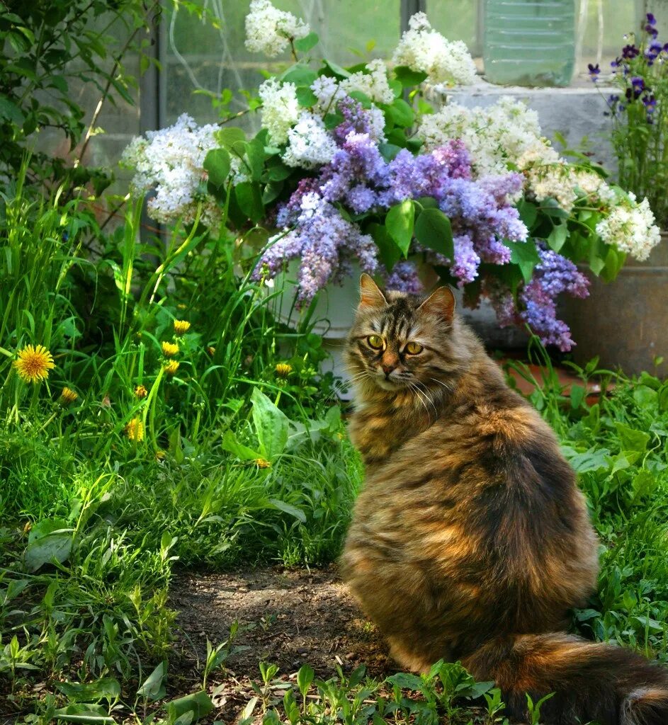 Коте в саде