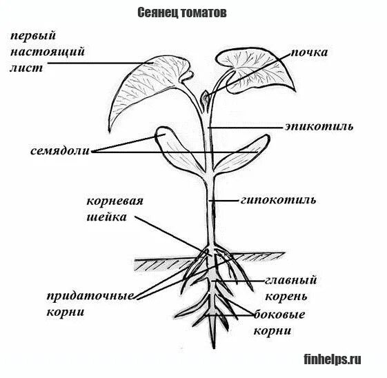 Образование и рост листьев. Строение проростка двудольного растения. эпикотиль и гипокотиль. схема строения двудольного растения. строение корня проростка фасоли.